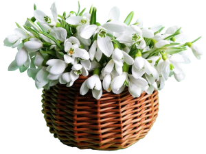 Цветы в корзине 