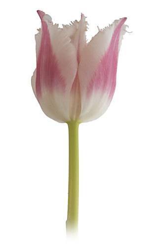 Tulipa Gefranjerde Grp 'Bell Song'