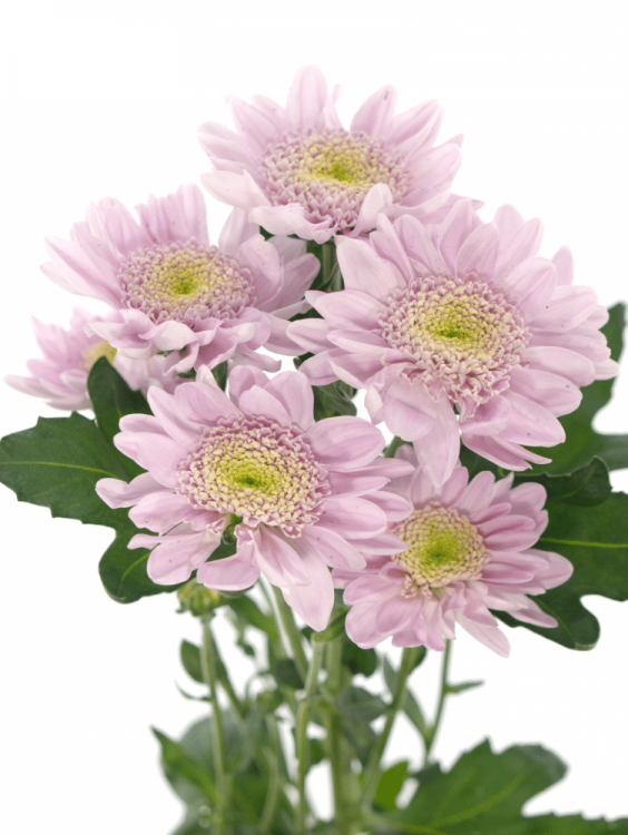 Chrysanthemum Indicum Grp tros kas Altea