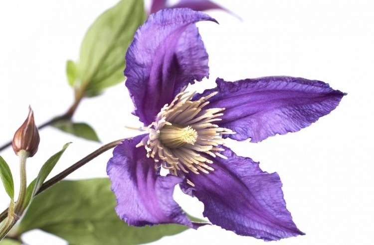 Clematis Diversifolia Grp Blue Pirouette
