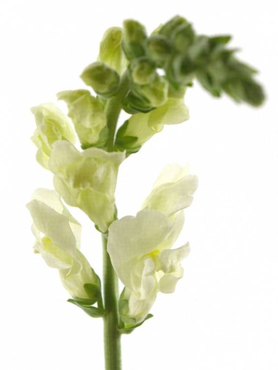 Antirrhinum majus 'Potomac Ivory White'