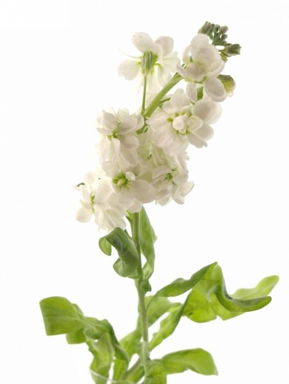 Matthiola incana 'Aida'