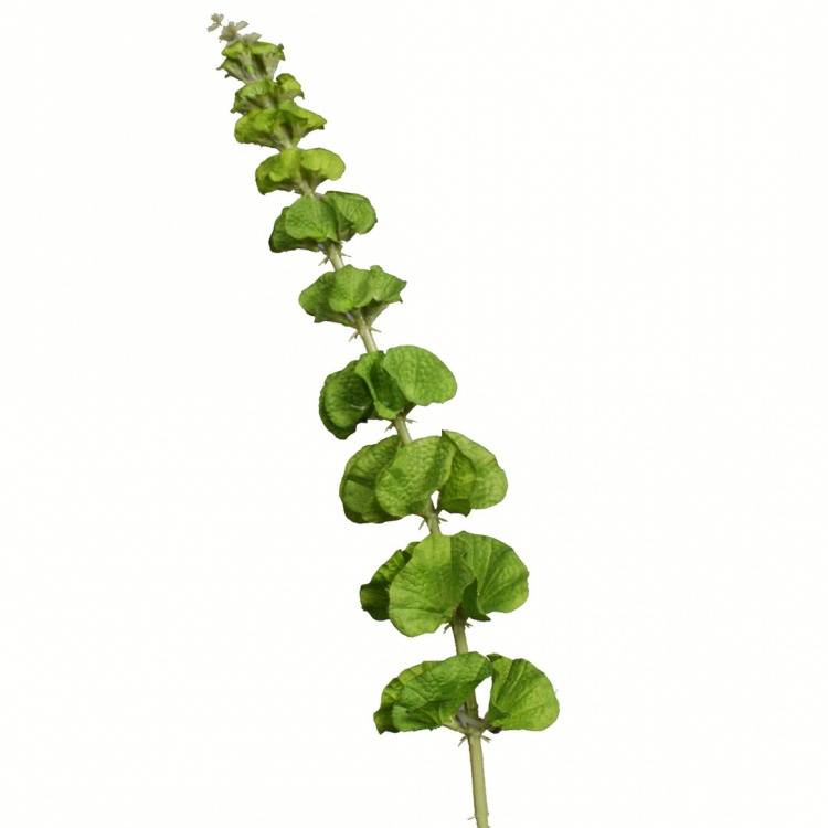Moluccella laevis