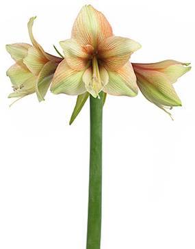 Hippeastrum Galaxy Grp 'Mocca'