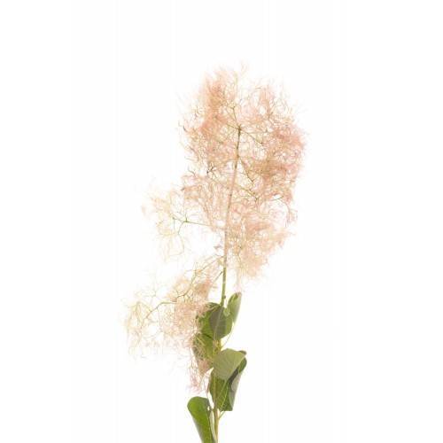 Cotinus coggygria 'Red Spirit'