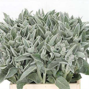 Stachys byzantina 'Silver Finch'