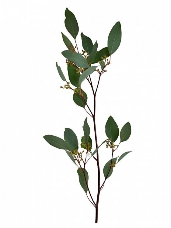 EUCALYPTUS POPULUS BERRIES