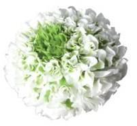 Ranunculus igloo pon pon