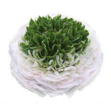 Ranunculus Bianco Festiva
