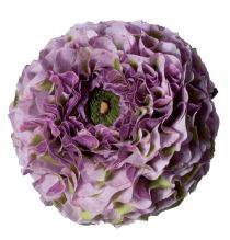 Ranunculus Magic pon pon