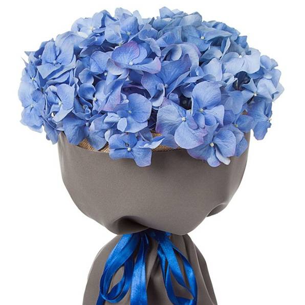 Синяя нежная гортензия Облака