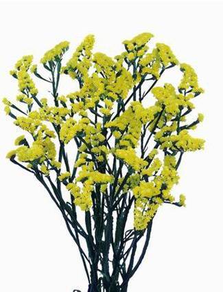Limonium sinuatum Crystal Yellow