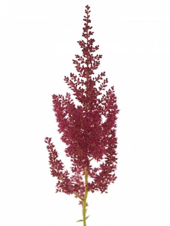 Astilbe Arendsii Grp 'Else Schluck'