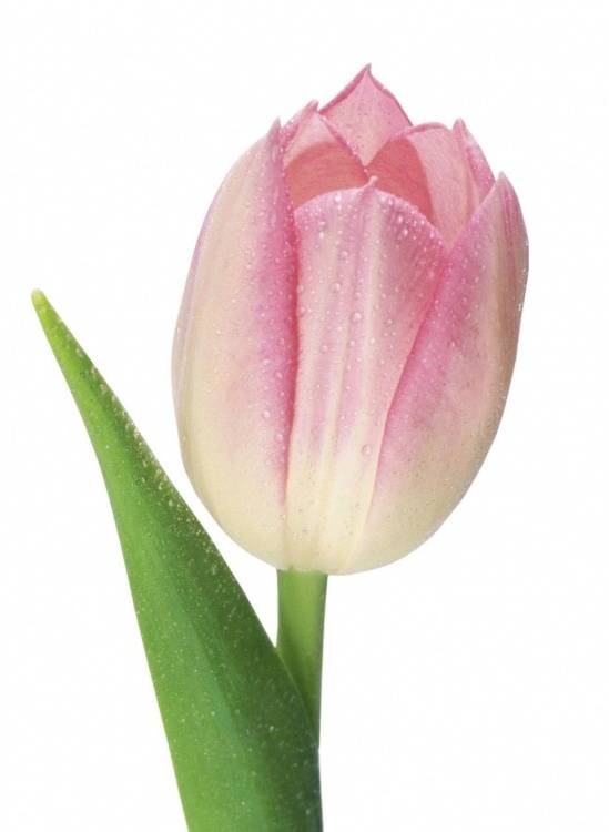 Tulipa Triumf Grp 'Rosario'