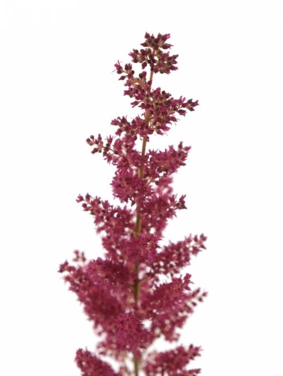 Astilbe Arendsii Grp 'Fanal'