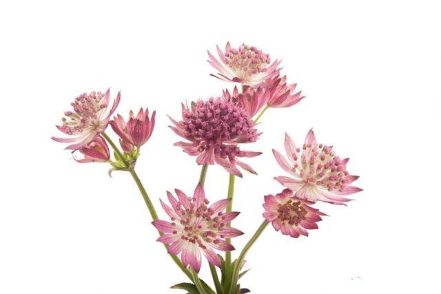 Astrantia major 'Lars'