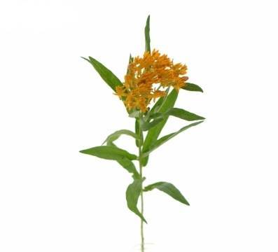 Asclepias tuberosa 'Gay Butterflies'