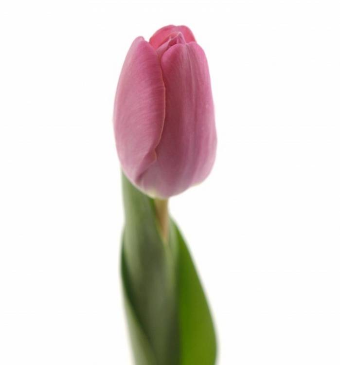 Заказать Тюльпан Династия (Dynasty) с доставкой - Bloom.by