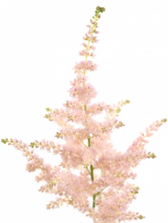 Astilbe Japonica Grp 'Europa'