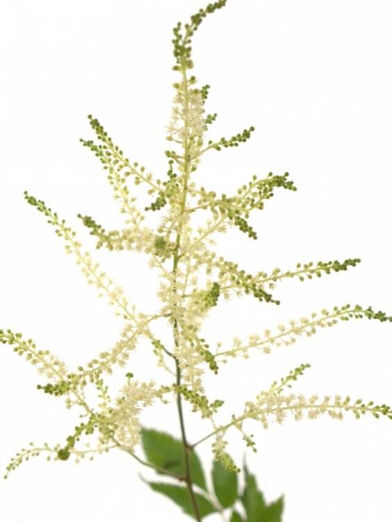 Astilbe Japonica Grp 'Whasingthon'