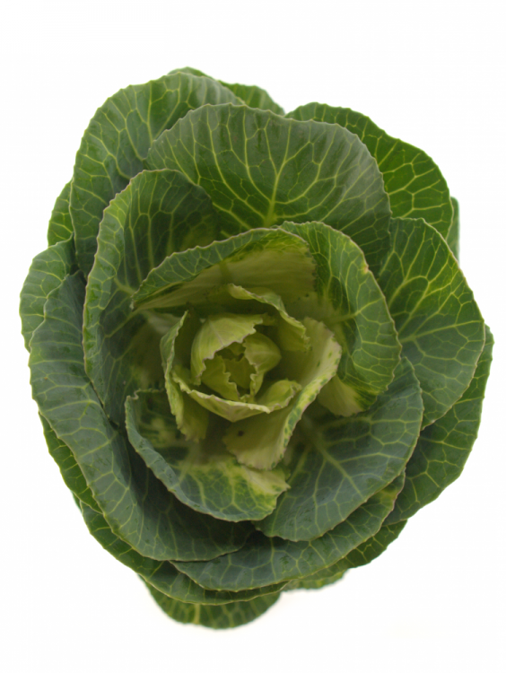 Brassica 'Crane Bicolour'
