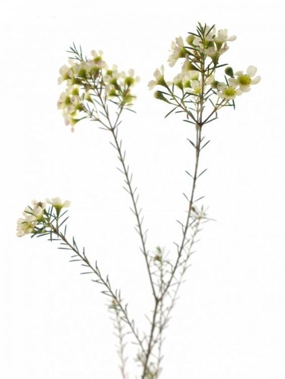 Chamelaucium 'Ivory Pearl'