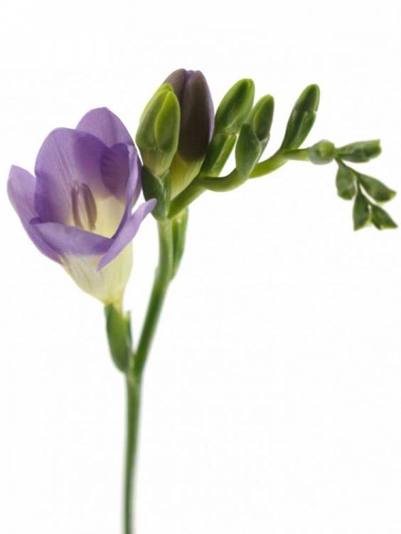 Freesia enkelbloemig 'Bohemian'