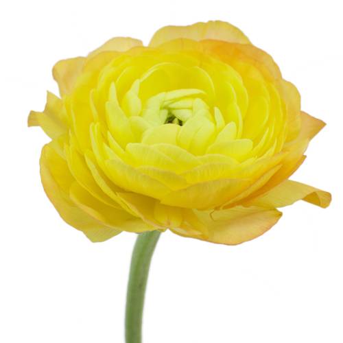 Ranunculus asiaticus 'Success Yellow Orange'