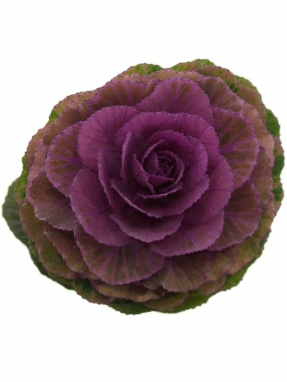 Brassica 'Rose Crane'