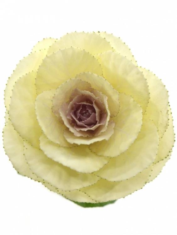 Brassica 'White Crane'