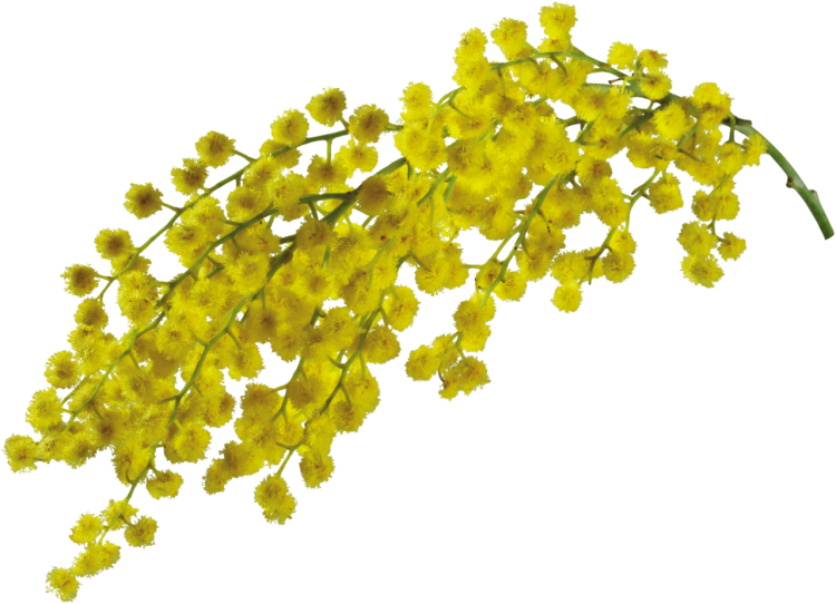 Acacia baileyana groen 'Purpurea'