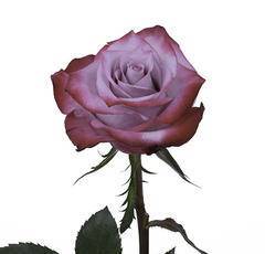 Роза Дип Перпл (Deep Purple) 60 см
