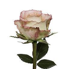 Роза Дуэт (Duet) 70 см