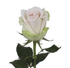 Rose La Perla 60см