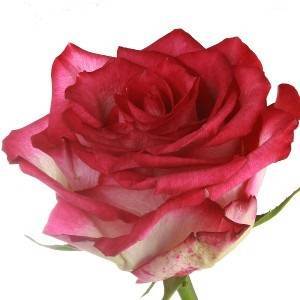 Rose Past Times 60см