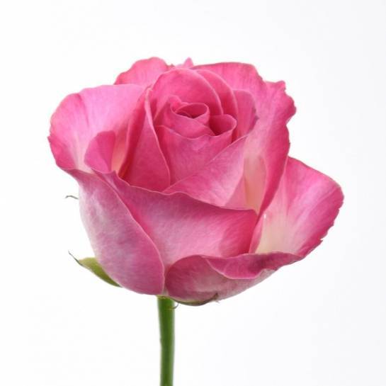 Роза Candy Avalanche