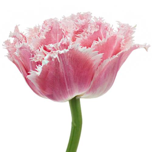 Tulipa Gefranjerde Grp 'Queensland'