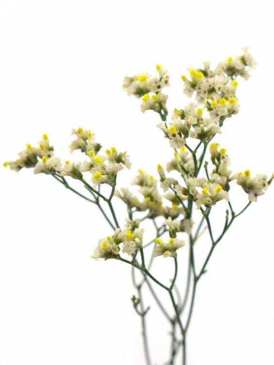 Limonium sinensis Silver Diamond