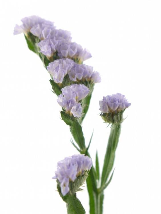 Limonium sinuatum Donau Birds