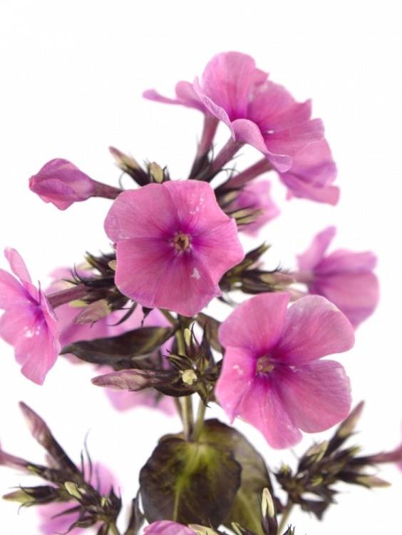 Phlox Paniculata Grp 'Bright Eyes'