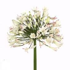 Agapanthus 'Umbellatus Albus'