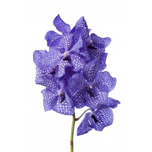 Vanda Bajong Sky Blue Somsri 'Blue Spot Beauty'