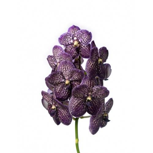 Vanda 'Black Magic'