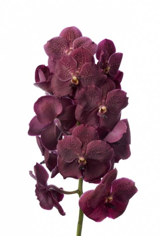 Vanda Bordeaux Magic