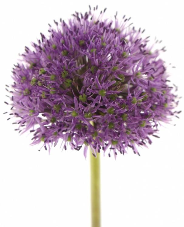 Allium 'Pinball Wizard'