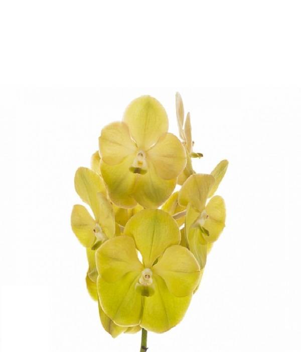 Vanda 'Lemon Magic'