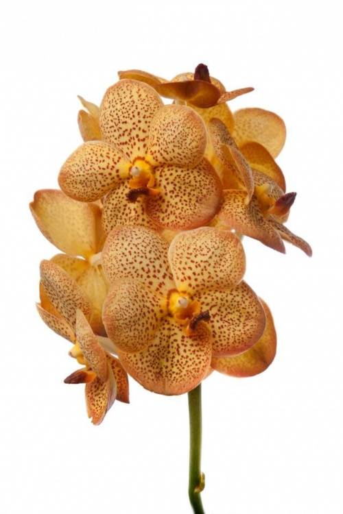 Vanda New Orange Magic