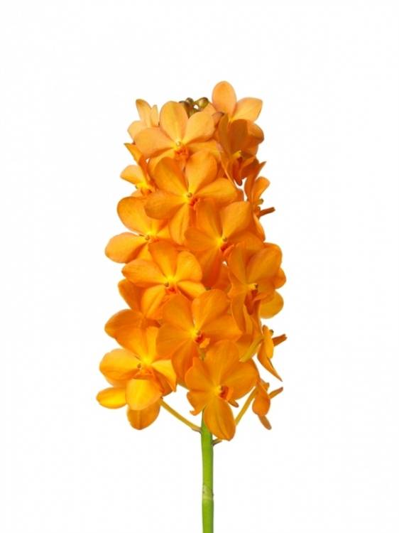 Vanda Orange Magic
