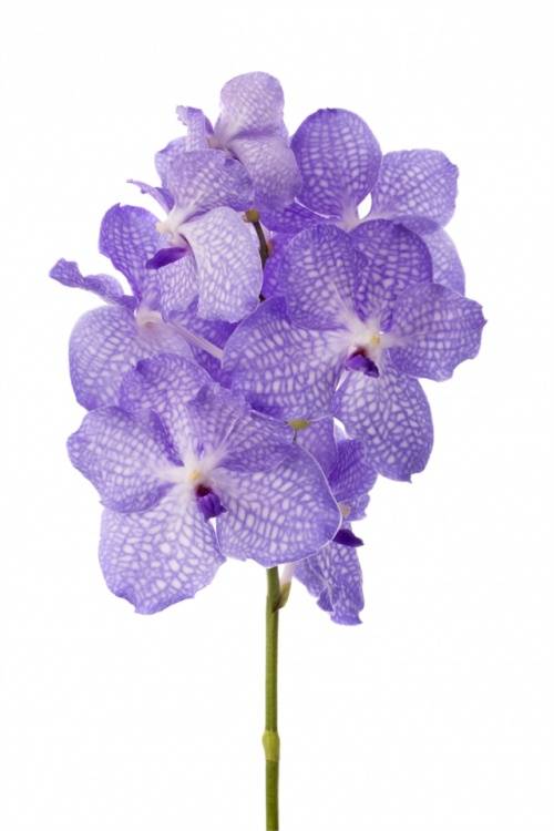 Vanda overig