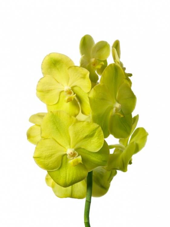 Vanda Pathorn Gold 'Golden Beauty'